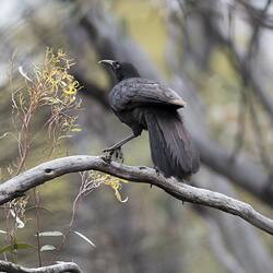 Black bird with brown tinged feathers and red eye on branch, viewed from behind.