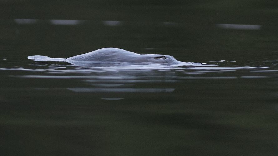 Platypus gliding along water surface, mostly submerged.