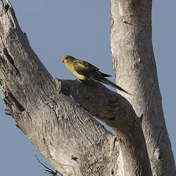 Yellow parrot on bare tree branch.