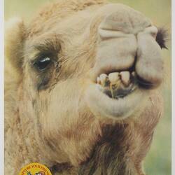 Poster - Kodak Australasia Pty Ltd, Orangutan, 'Capture Your Friends on Kodak Film', Jun 1982