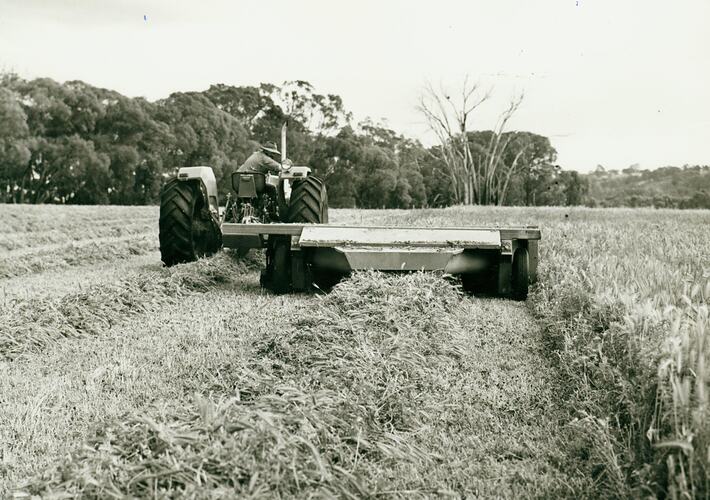 Man driving a tractor coupled to a hay windrower, in a field showing cut hay in windrows.