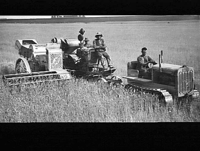 "E.F.HEADER AT WORK IN TUSCAN WHEAT 230 ACRES AVERAGE 40 BUSHELLS PER ACRE C.GAMBLE, E.OXFORD, NEW ZEALAND (1931 SEASON)"