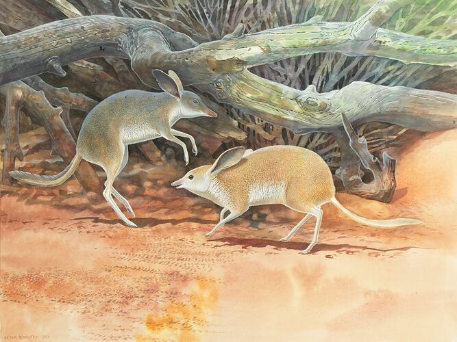 Watercolour painting of grey Yirritji and golden Yirritji on sand in front of fallen tree and shrub.