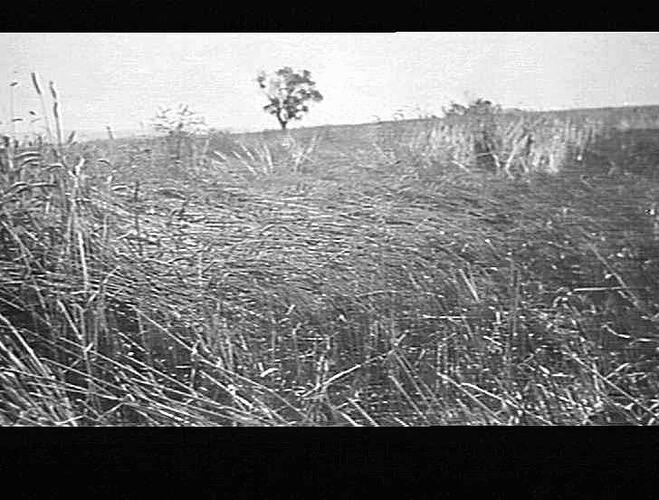 M-H NO 3 R.T. AT WORK ON MR H.J. THOMPSON'S FARM CANOWINDRA, N.S.W. DOWN TANGLED CROP OF WHEAT AVERAGED 13 AND A HALF BAGS OF WHEAT TO ACRE: JAN 1933