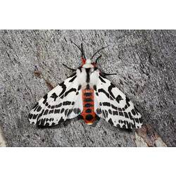 <em>Spilosoma glatignyi</em>, Black and White Tiger Moth. Alpine National Park, Victoria.
