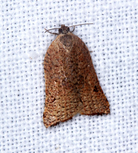 <em>Agriophara</em> sp., moth. Otways National Park, Victoria.