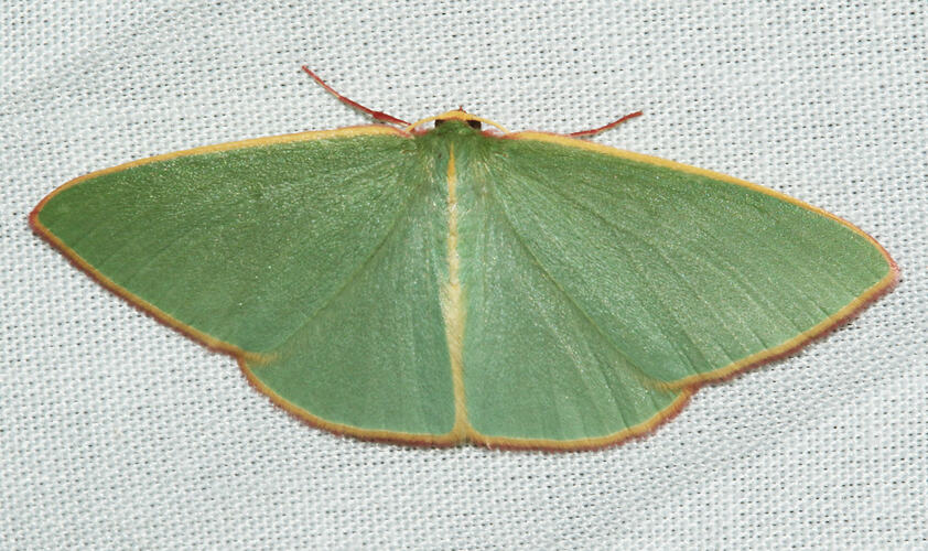 <em>Chlorocoma dichloraria</em>, moth. Great Otway National Park, Victoria.