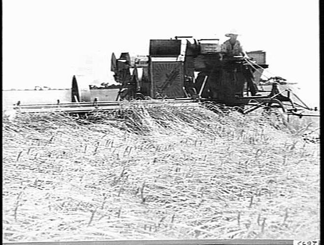 10 FT HST HEADER 10 BAGS PER ACRE RECOVERED FROM DOWN CROP. D.NEGRI BRUCE ROCK, W.A.: DEC 1939