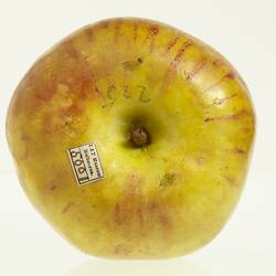 Wax apple model painted yellow with red flecks. Top view shows short stem and affixed small paper label.