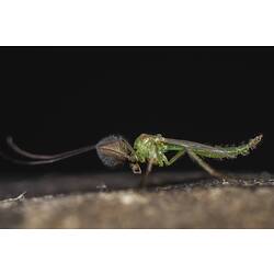 Non-biting Midge on rock.