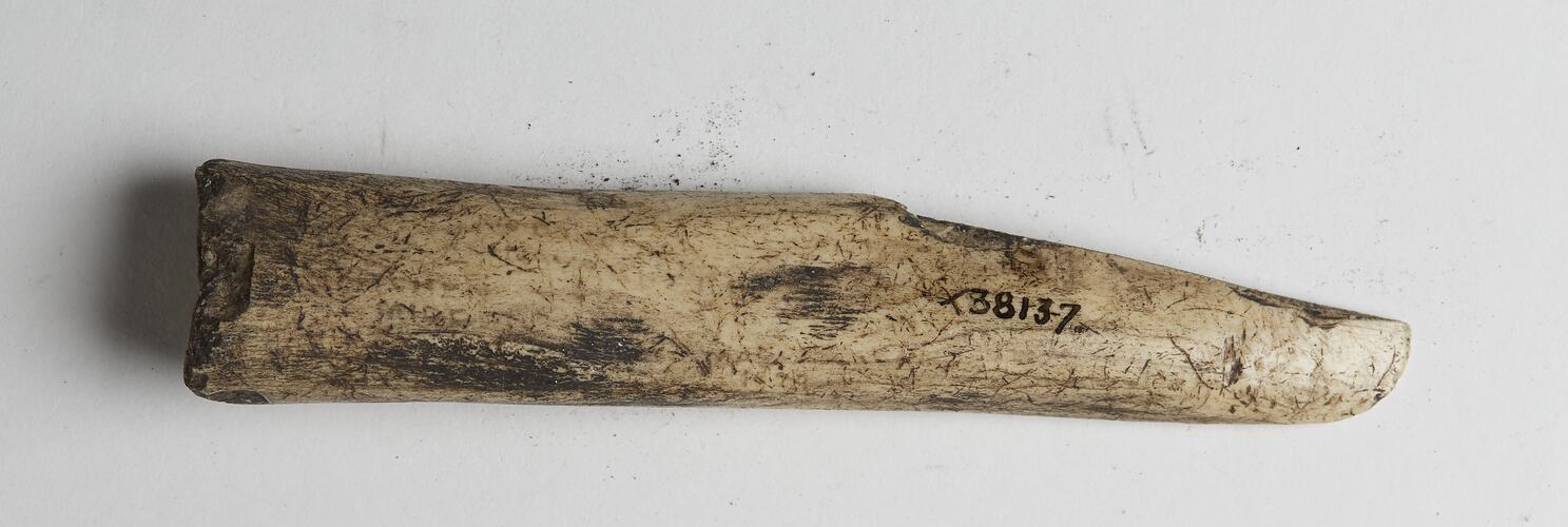 Bone gouge collected from a kitchen midden on Navarino Island, Chile between May and June 1929.
