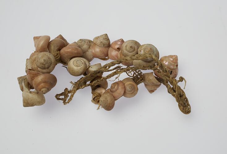 Yaghan shell necklace collected by Baldwin Spencer and Jean Hamilton during their fieldtrip, 1929.