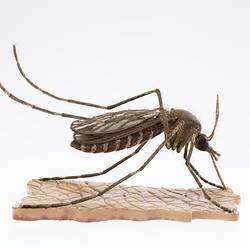 Mosquito Model - Culex, 1949