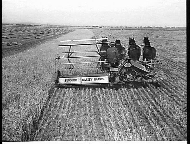 8 FT NO. 6 B BINDER AT WORK ON MACDONALD'S FARM, MELTON: NOV 1929