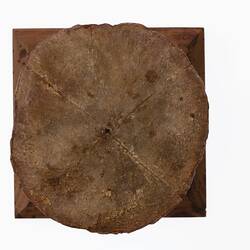 Model of a brown mushroom. View from base.