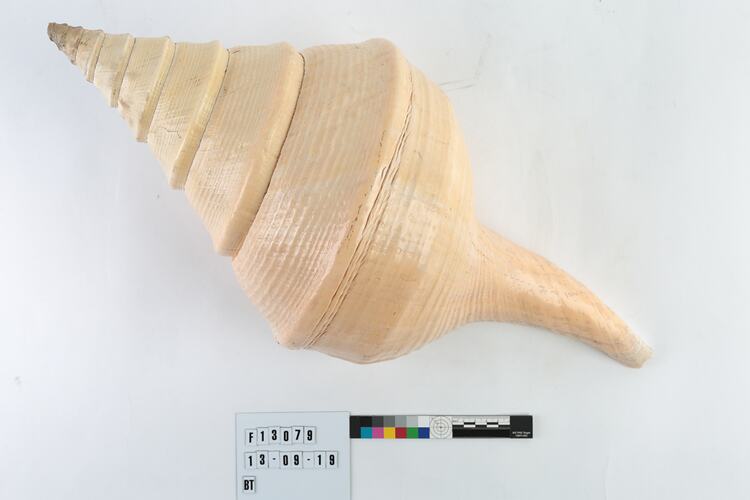 Cream coloured spiral shell.