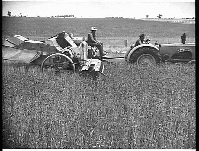 A 10 FT SUNSHINE NO. 6 POWER-DRIVE HEADER, COUPLED TO A SUNSHINE MASSEY HARRIS TRACTOR, HARVESTING 54 BUSHELS OF `GHURKA' WHEAT TO THE ACRE ON THE FARM OF MR. R. M. DELAHUNTY, MURTOA, VIC: JAN 1949