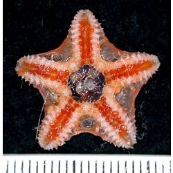Front view of cream and light-orange seastar showing orange tube feet on black background with ruler.