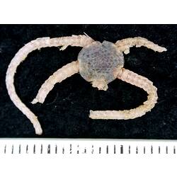 Brittle star with purple disc and broken cream arms on black background with ruler.