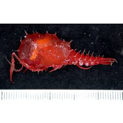 Side view of red blind lobster on black background with ruler.