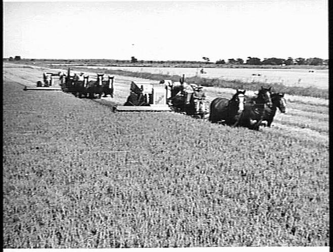 SUNSHINE RICE HEADER TAKING TWO & THREE-QUARTER TONS OF `PADDY' RICE PER ACRE FROM A SPLENDID CROP ON THE FARM OF MR D. J. LASHBROOK, LEETON, N.S.W.: MAY 1950