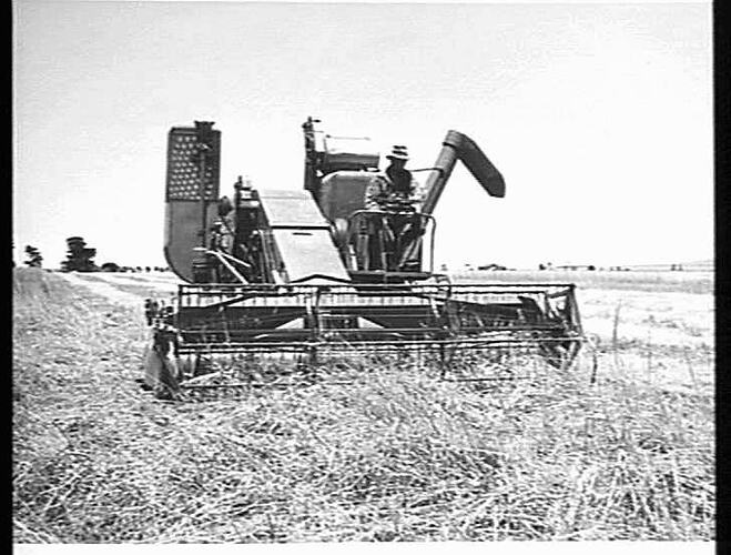 MASSEY-HARRIS 726 SELF-PROPELLED HEADER FITTED WITH PICKUP REEL, HARVESTING 36 BUSHELS OF OATS TO THE ACRE FROM A DOWN AND TANGLED CROP AT ROCKBANK, VIC. JAN.: 1952