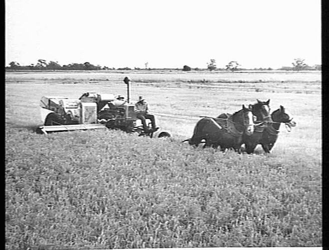 MR. A DUNN (FARM 1126) OF MURRAMI (VIA LEETON), N.S.W., HARVESTING A 3-TON PER ACRE CROP OF RICE WITH A SUNSHINE NO. 6 HEADER: APRIL 1953