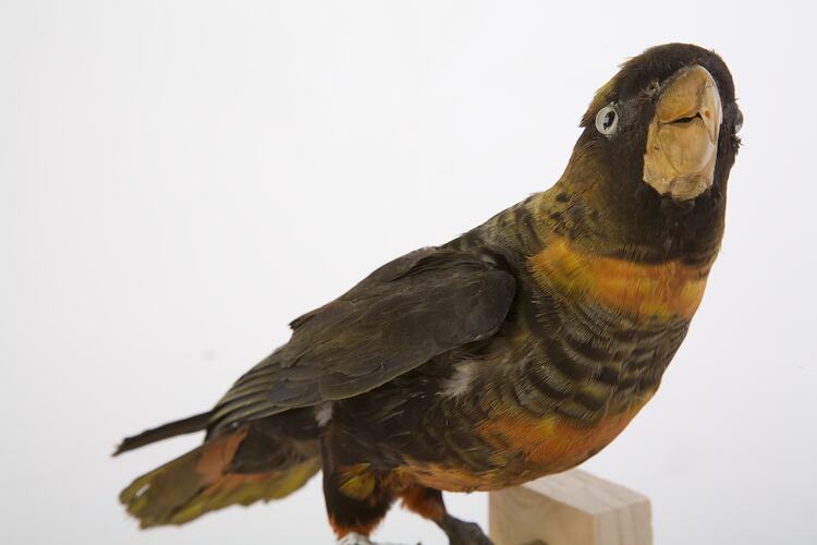 Taxidermied parrot specimen with mottled black, grey and orange feathers, looking up.