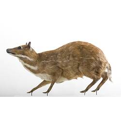 Taxidermied mammal specimen with tan and white fur.