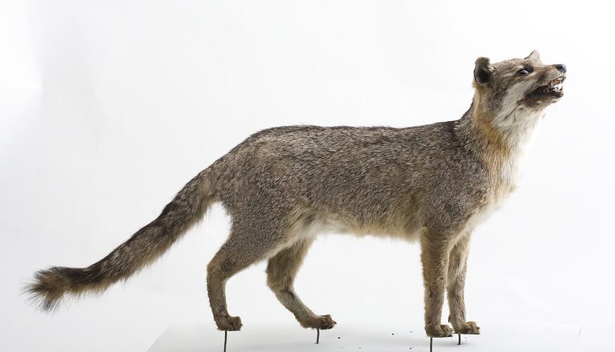 Taxidermied fox specimen mounted with its head looking up.