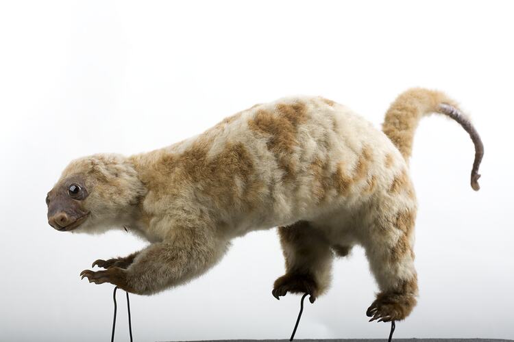Taxidermied marsupial specimen with pale, mottled fur and a cuved tail.