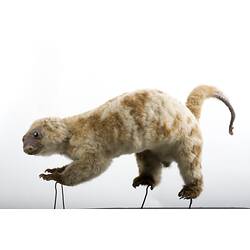 <em>Spilocuscus maculatus</em>