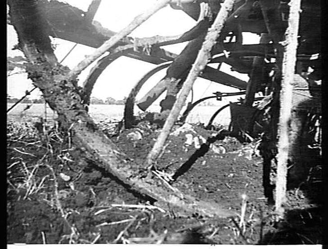 SHOWING TYNE JUMPING MALLEE STUMP: JUNE 1921