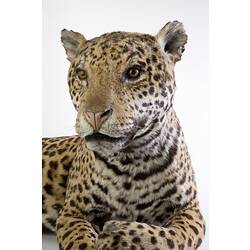<em>Panthera onca</em>, Jaguar. [C 27448]