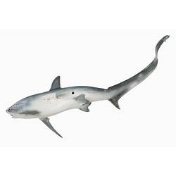 <em>Alopias vulpinus</em>, Thresher Shark, model. [A 19340]