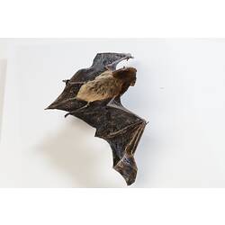 Bat specimen, wings spread.