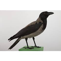 <em>Corvus corone cornix</em>, Carrion Crow, mount.  Registration no. 58419.