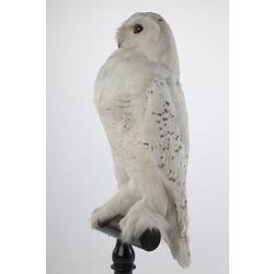 <em>Nyctea scandiaca</em>, Snowy Owl, mount.  Registration no. 57578.