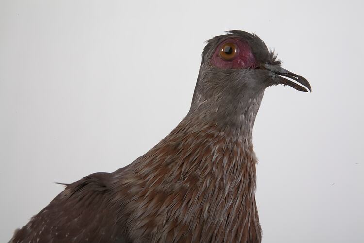 <em>Columba guinea phaeonotus</em>, Speckled Pigeon, mount.  John Gould Collection.  Registration no. 25813.