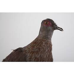 <em>Columba guinea phaeonotus</em>, Speckled Pigeon, mount.  John Gould Collection.  Registration no. 25813.