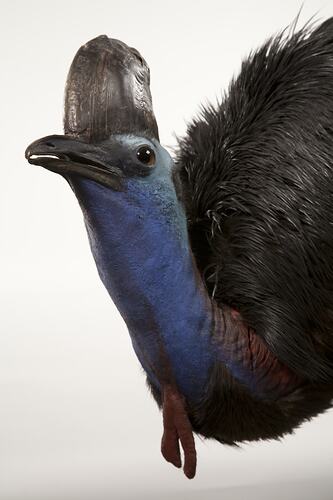 Detail of head and neck of mounted Cassowary specimen.