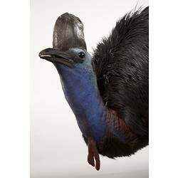 <em>Casuarius casuarius</em>