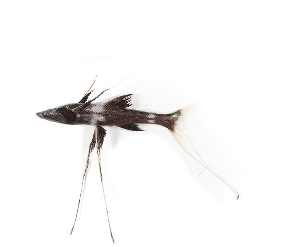 <em>Bathypterois guentheri</em>, Tribute spiderfish specimen.