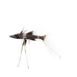 <em>Bathypterois guentheri</em> Alcock, 1899, Tribute Spiderfish