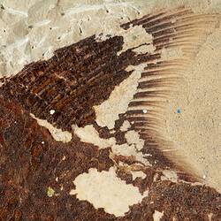 Detail of fish fossil in matrix.