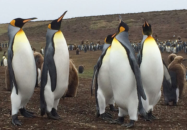 Several penguins with yellow markings on their necks standing on rocky ground near a big colony.