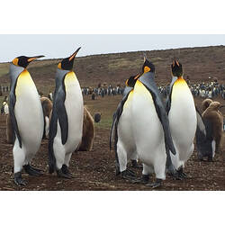 <em>Aptenodytes patagonicus</em>, King Penguin