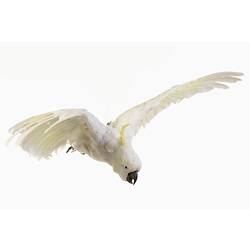 White cockatoo specimen, wings spread.