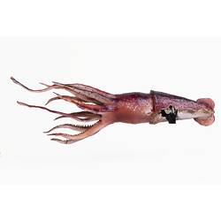 Purple squid model with flowing tentacles.