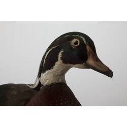 Detail of head of taxidermied duck specimen.